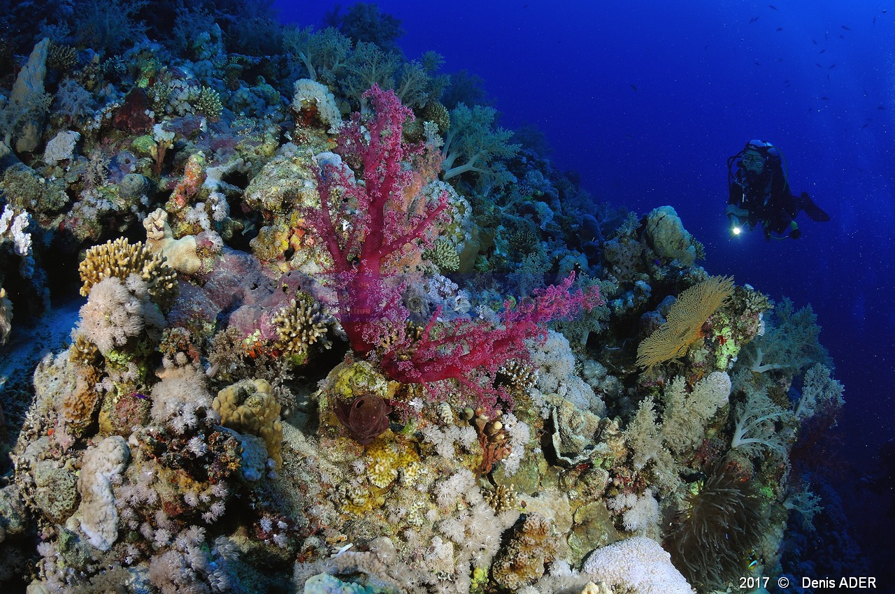 Dendronephthya-sp Alcyonaire epineux-Catherine Ambiance Safaga Panomara Reef Sud-17m-20171123-Denis-ADER-DSC_3504_tn.jpg